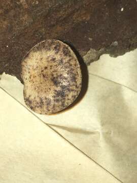 Image of Panus purpuratus G. Stev. 1964