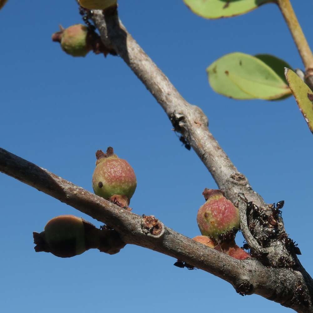 Tapinanthus oleifolius (Wendl.) Danser的圖片