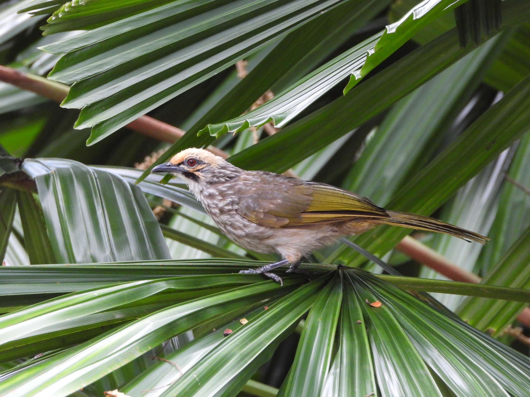 Image of Straw-crowned Bulbul