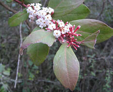 Image of Common Poison Bush