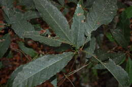 Image of Quercus cortesii Liebm.