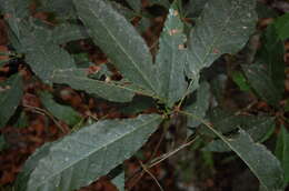 Quercus cortesii Liebm.的图像