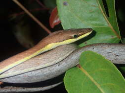 Image of Brown vinesnake