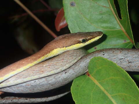 Image of Brown vinesnake