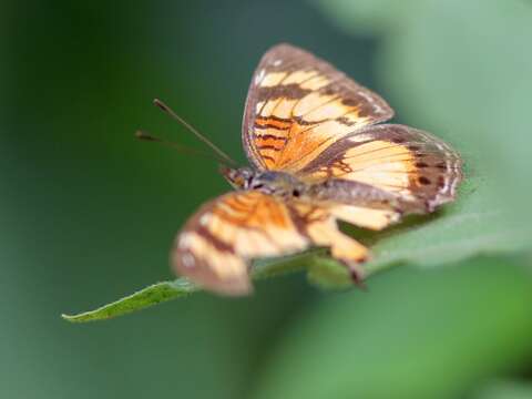 Image of <i>Junonia <i>sophia</i></i> sophia