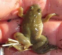 Image of Muller's clawed frog