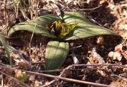 صورة Androcymbium cuspidatum Baker