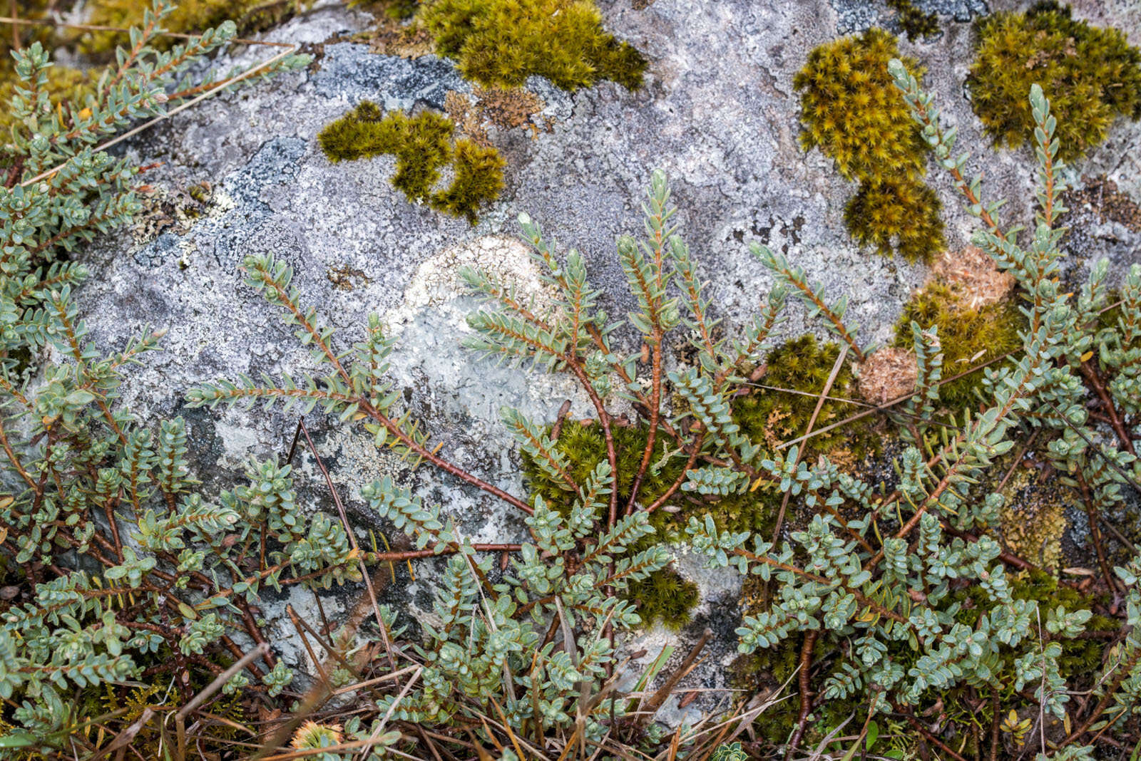 Image of Pimelea mesoa subsp. macra C. J. Burrows