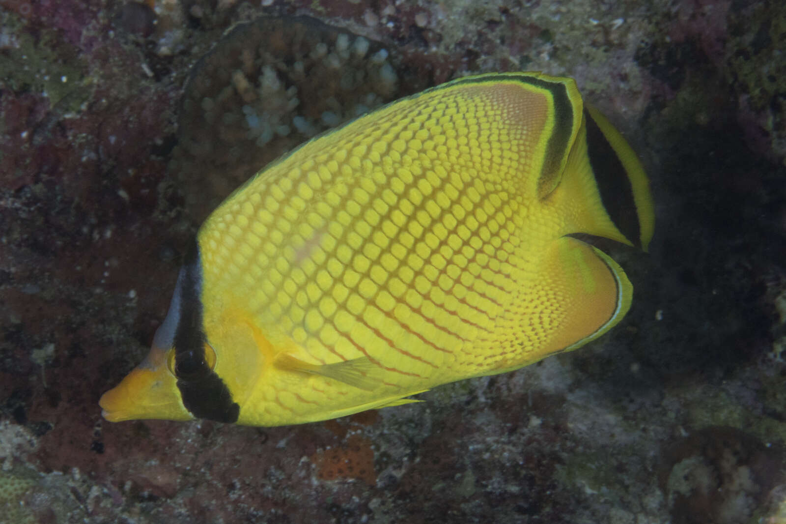 Image of Latticed Butterflyfish