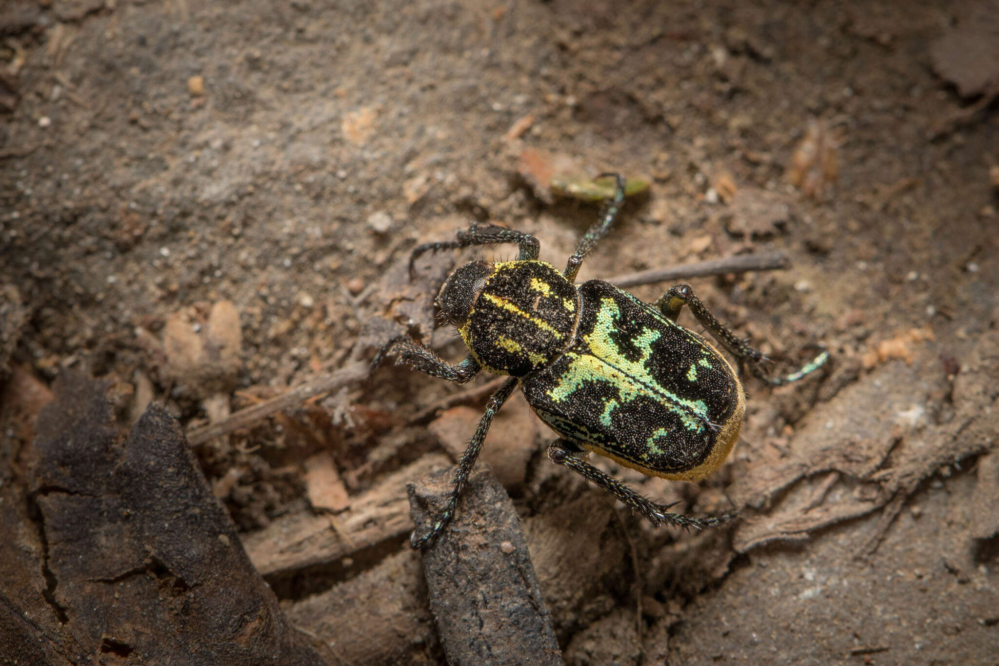 Image of Ectinohoplia yoi Sawada 1939