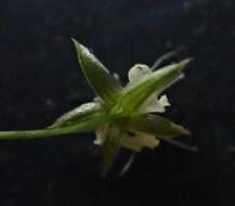 Stellaria longipes subsp. longipes resmi