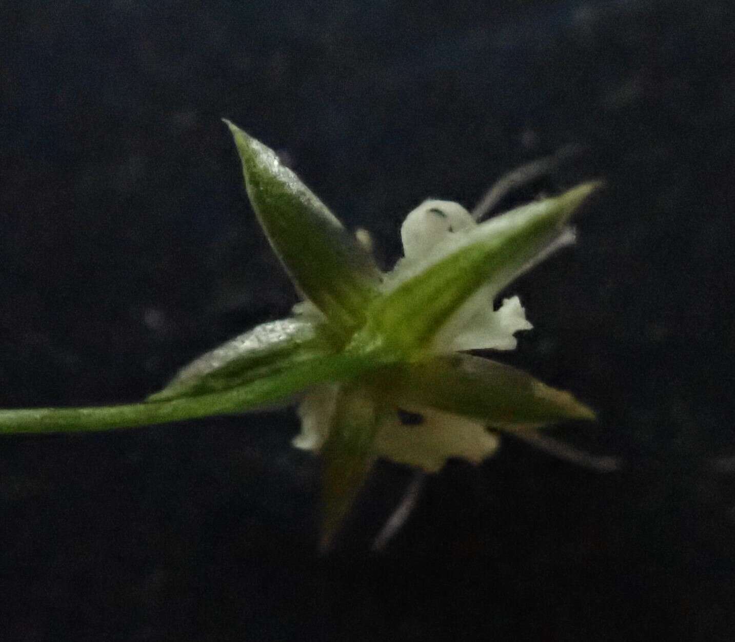 Image of Edwards' starwort