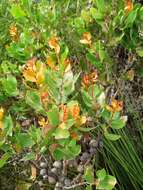 Image of Hakea elliptica (Sm.) R. Br.