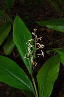 Image of Alpinia maclurei Merr.