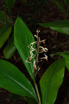 Imagem de Alpinia maclurei Merr.