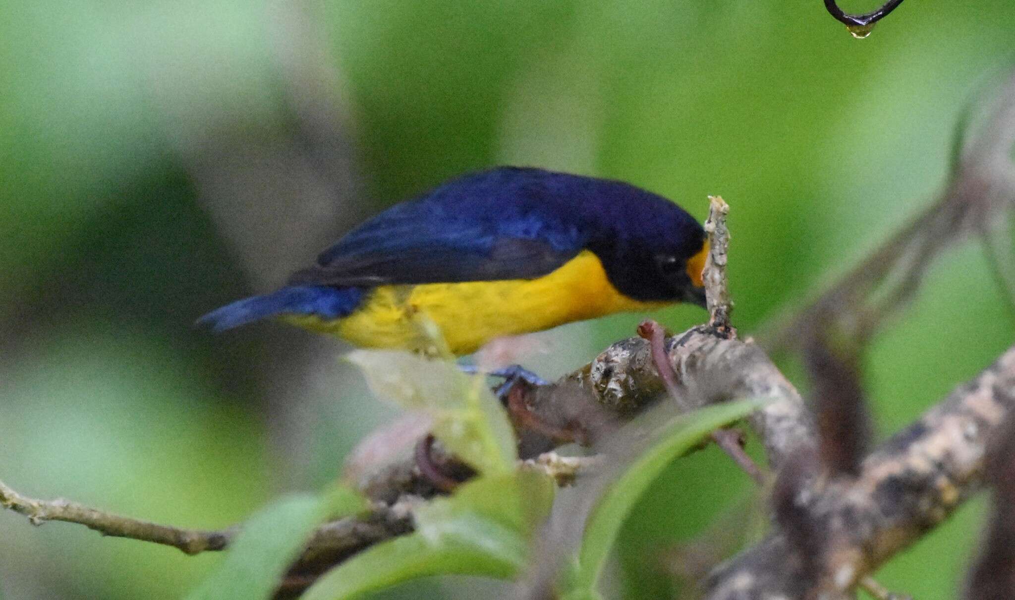 Euphonia violacea (Linnaeus 1758)的圖片