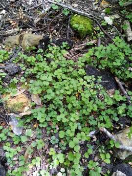 Image of Azorella hookeri Drude