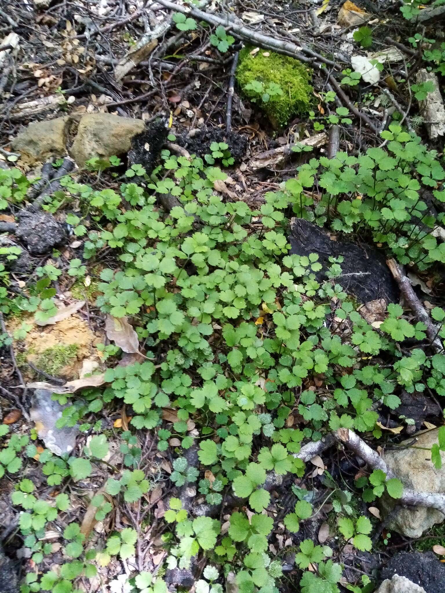 Image of Azorella hookeri Drude