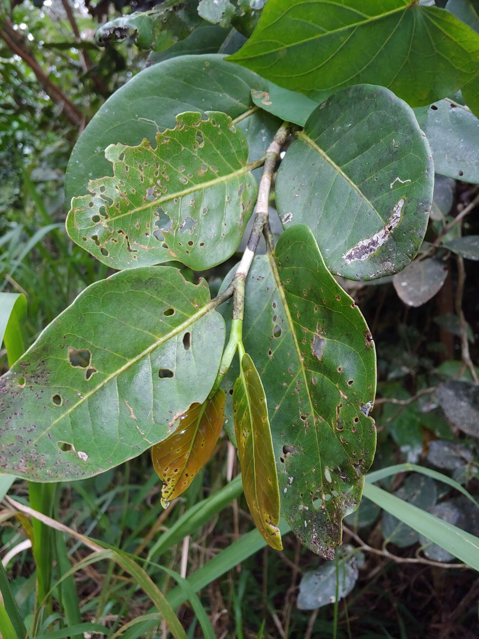 Image of Coccoloba swartzii urbaniana (Lindau) Howard