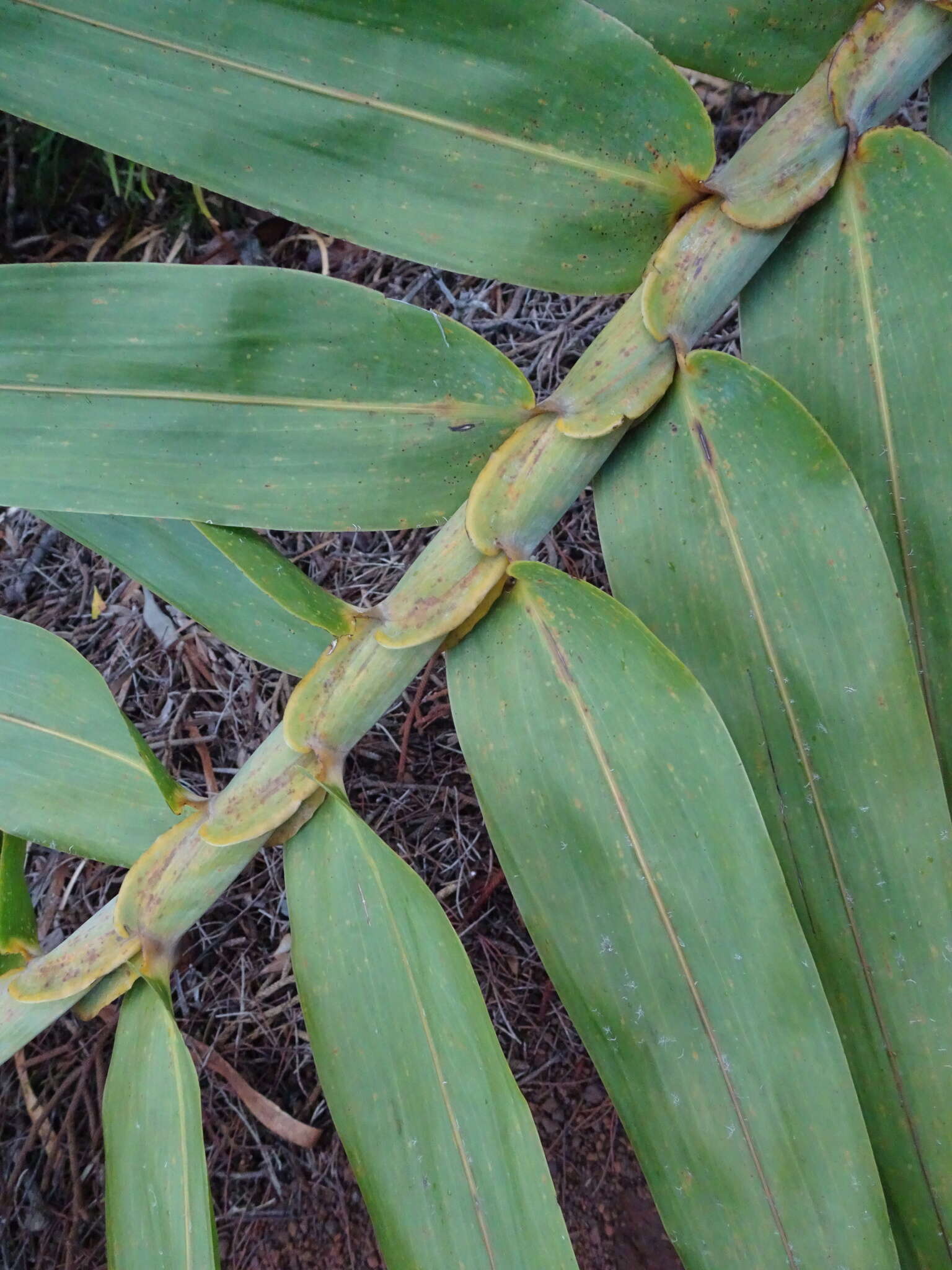 Imagem de Flagellaria neocaledonica Schltr.