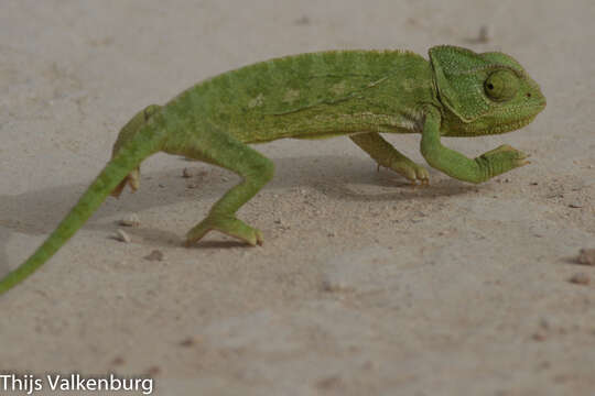 Image de Chamaeleo chamaeleon recticrista Boettger 1880