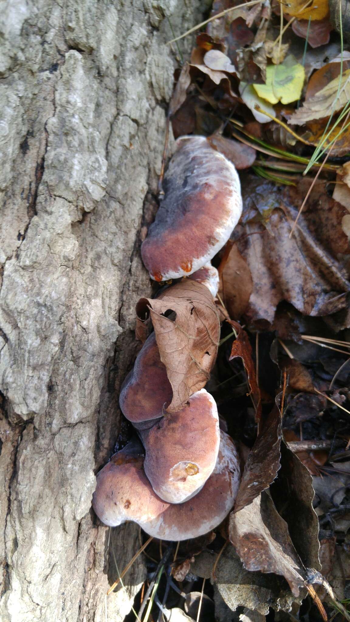 Image of Late fall polypore