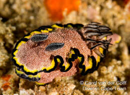 Image of Glossodoris bonwanga Matsuda & Gosliner 2018