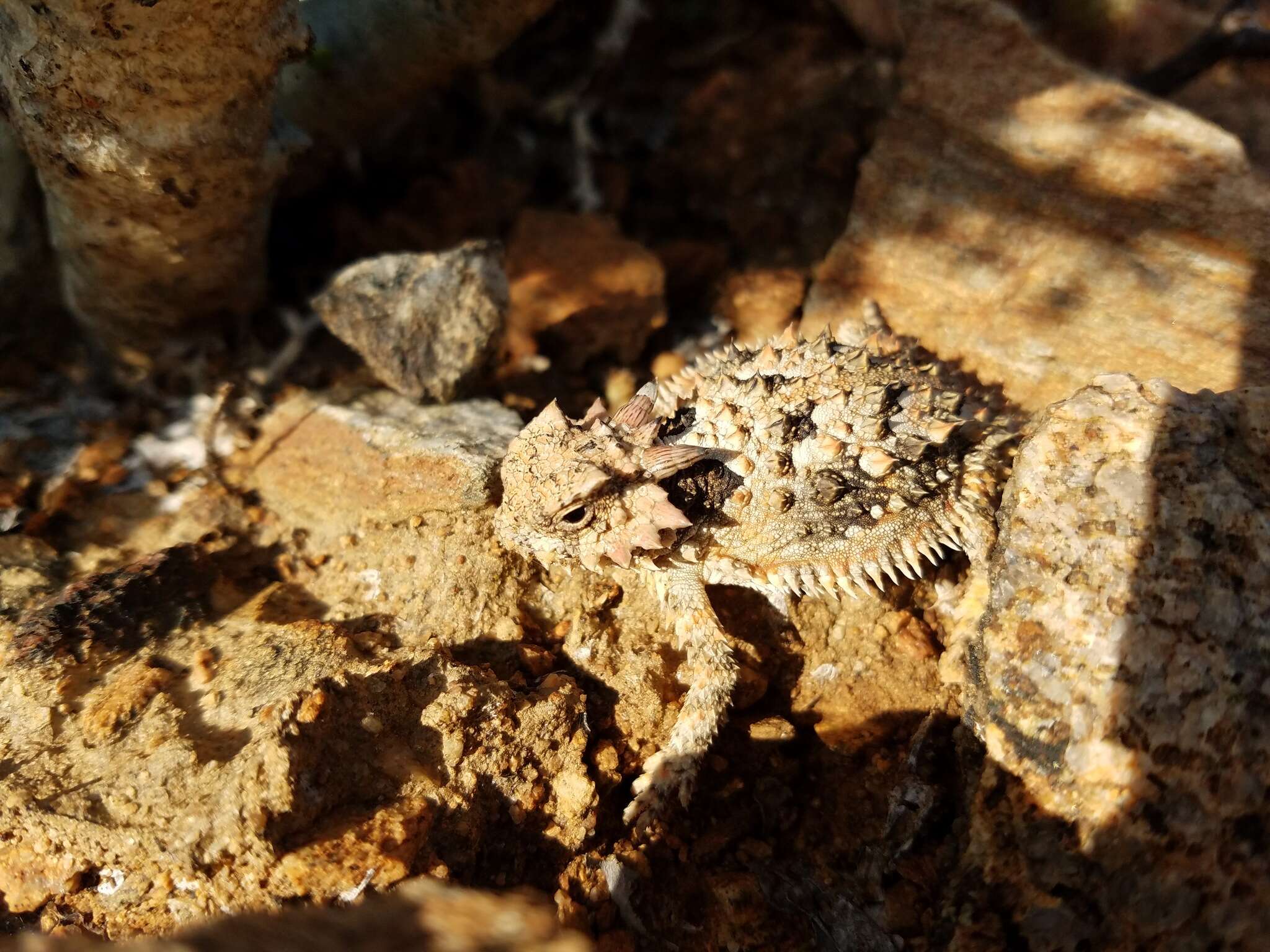 Imagem de Phrynosoma coronatum (Blainville 1835)