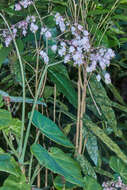 Слика од Begonia manicata Brongn.