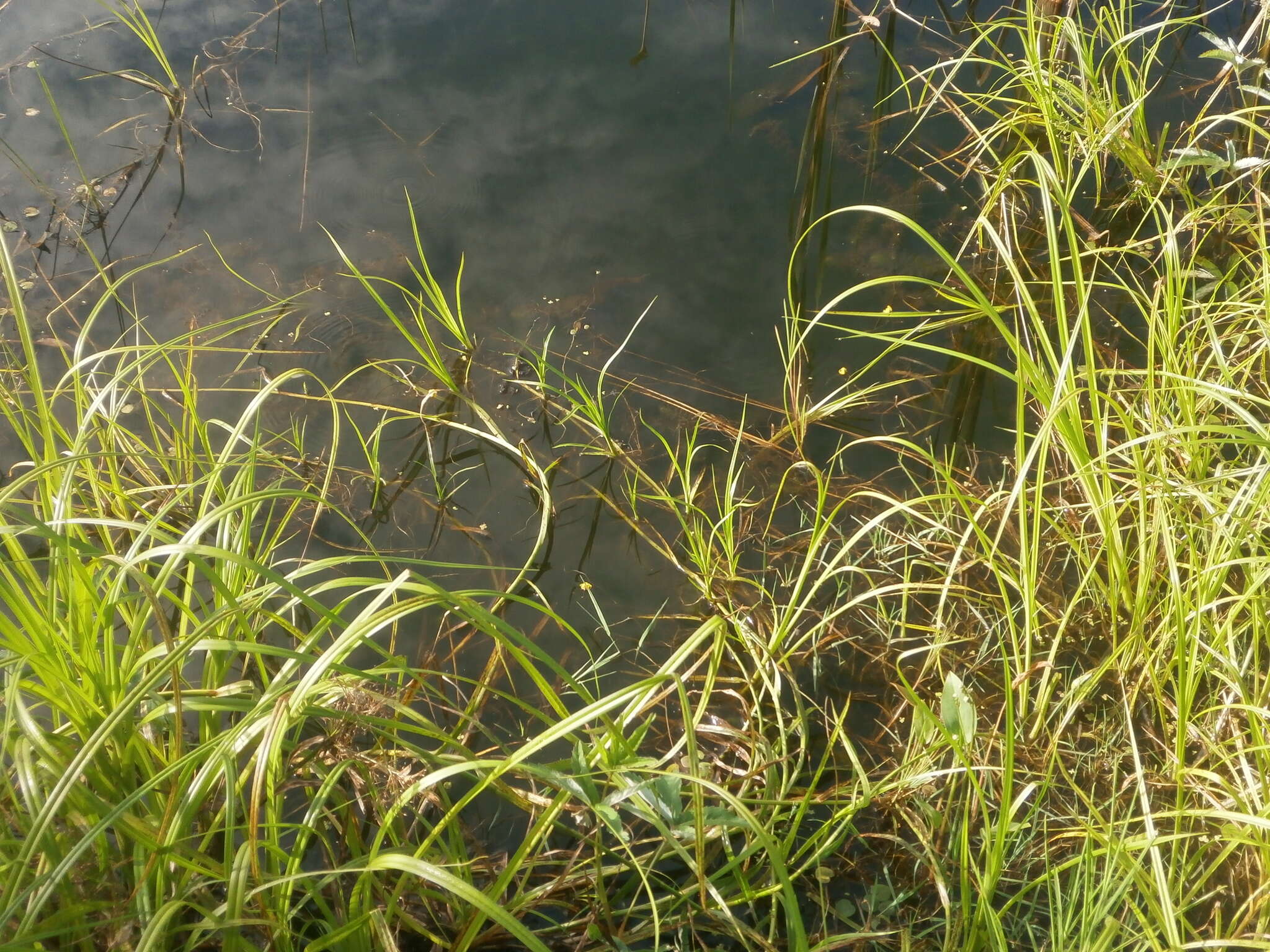 Image of Scirpus radicans Schkuhr