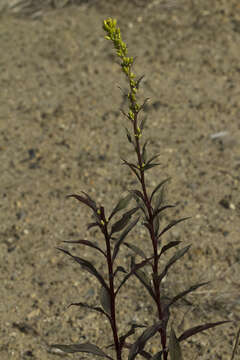 Image of Solidago spiraeifolia Fisch. ex Herder