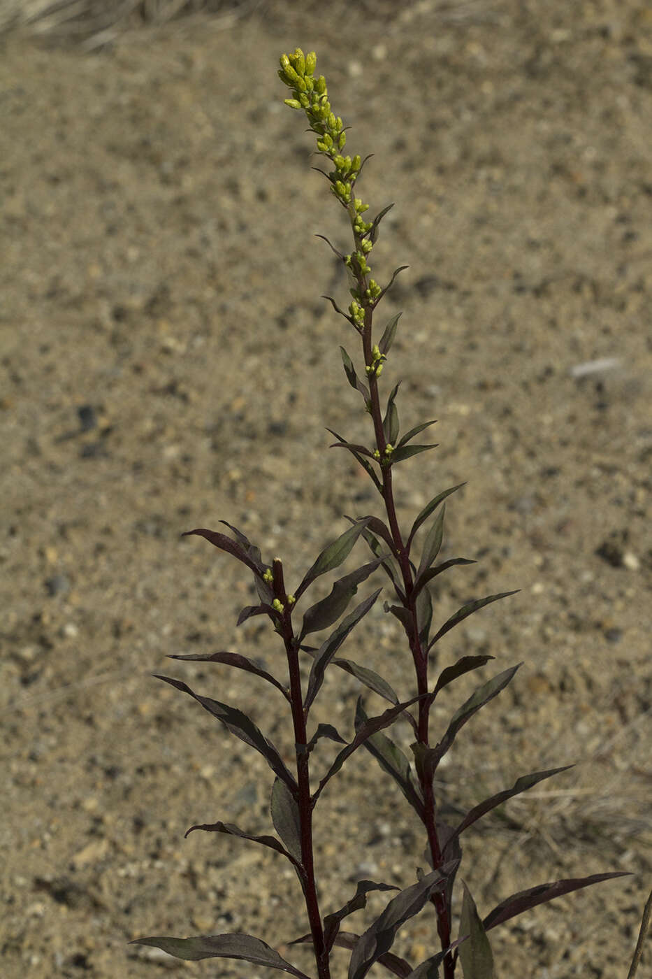 Image de Solidago spiraeifolia var. cuprea (Juz.) V. Yu. Barkalov