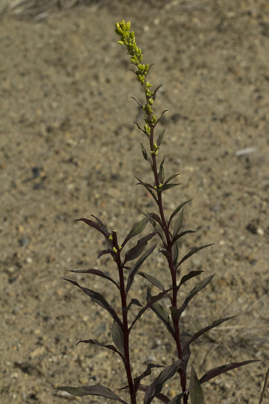 Image of Solidago spiraeifolia var. cuprea (Juz.) V. Yu. Barkalov