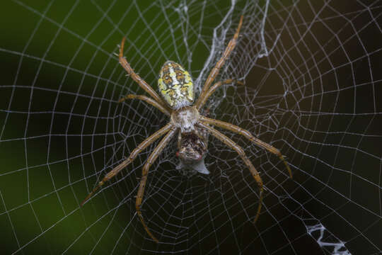 Image of Argiope dang Jäger & Praxaysombath 2009