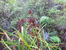 Image of Machaerina sinclairii (Hook. fil.) T. Koyama