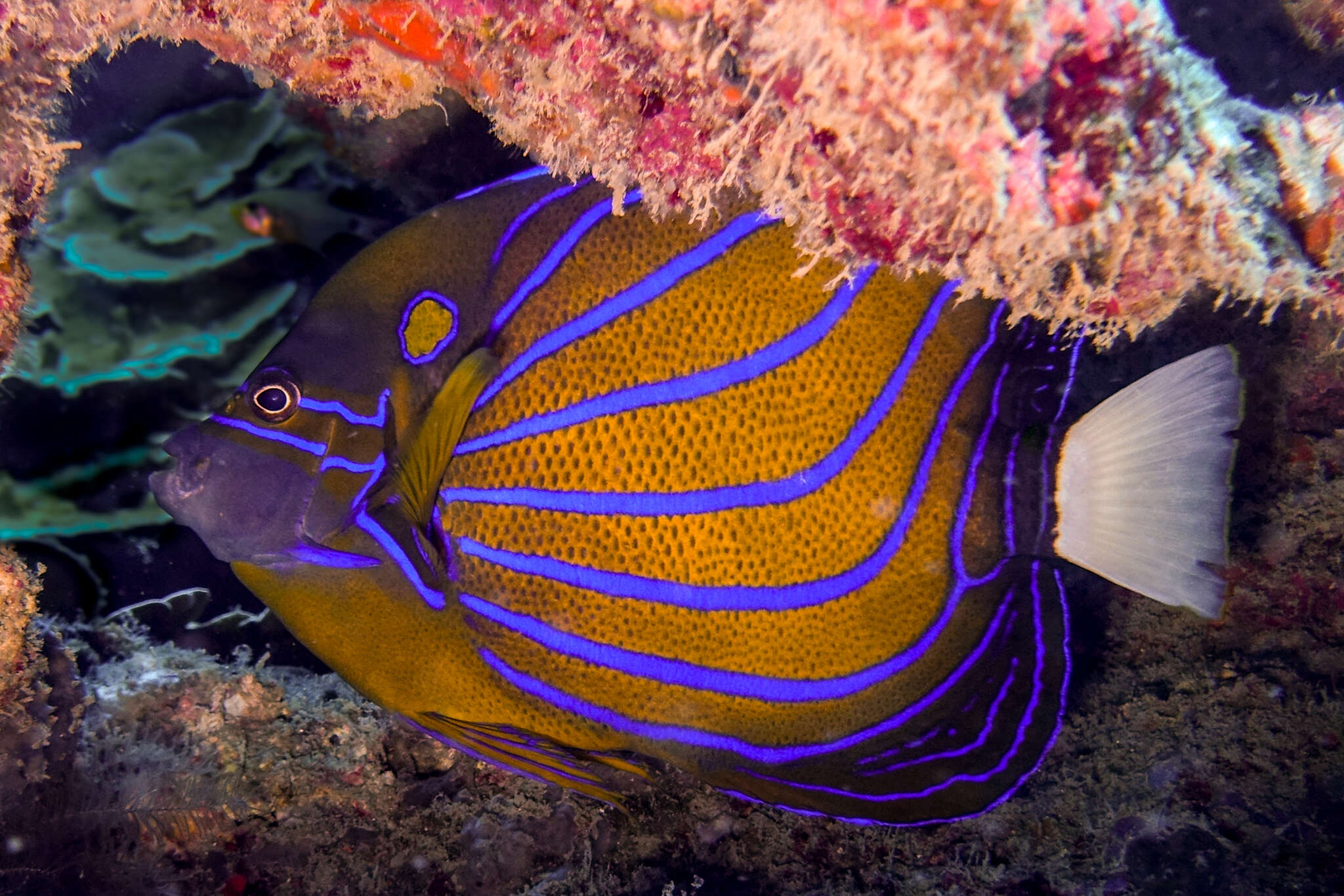 Image of Blue Ring Angelfish