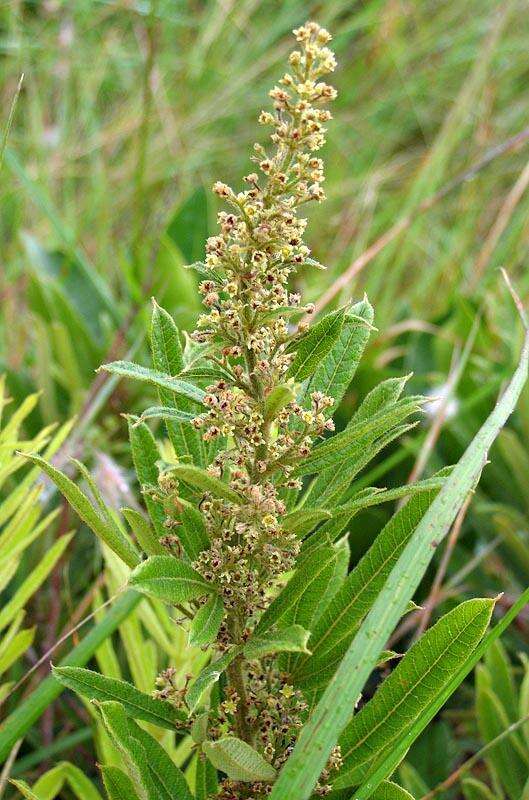 Image of Searsia discolor (E. Mey. ex Sond.) Moffett