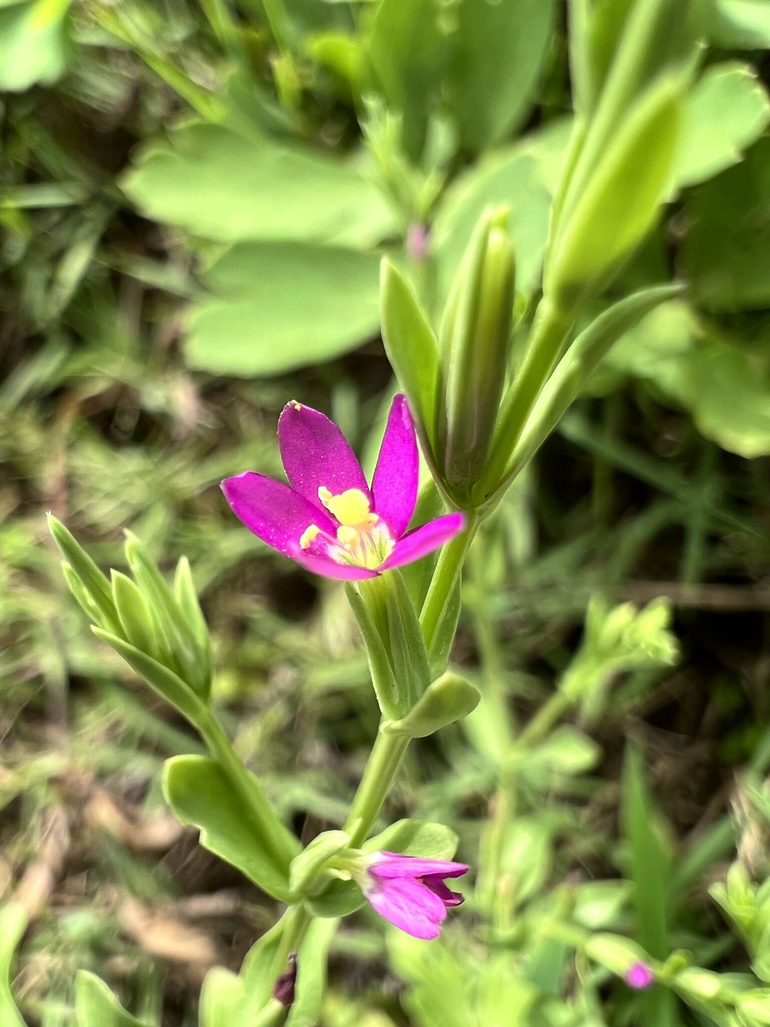 Image of Schenkia japonica (Maxim.) G. Mansion