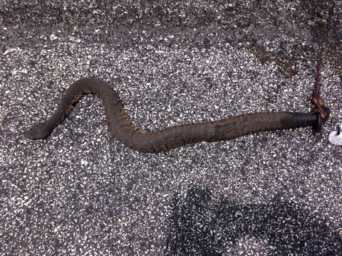 Image of Cottonmouth