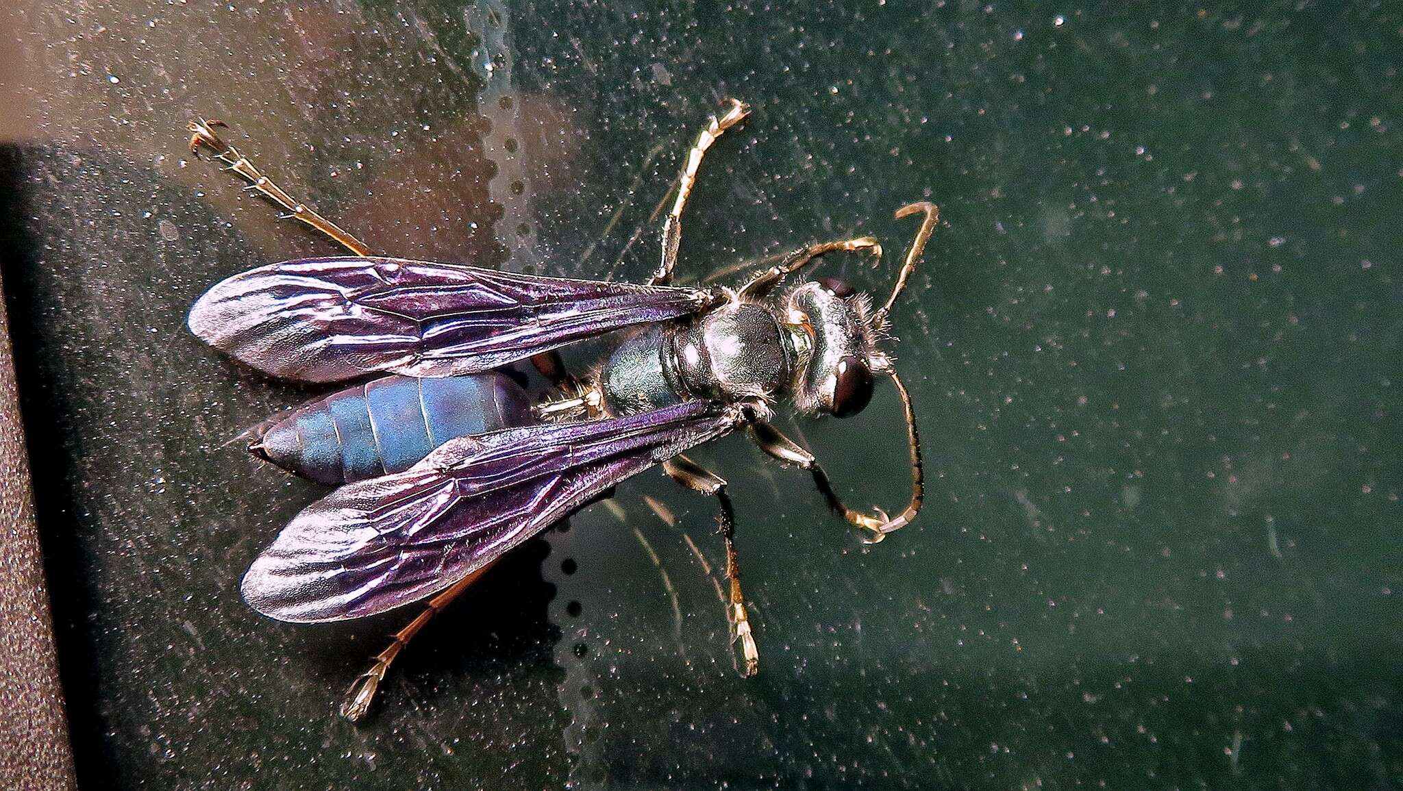 Image of Isodontia cyanipennis (Fabricius 1793)