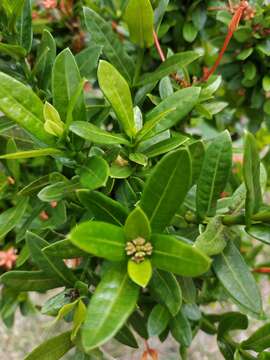 Image de Ixora coccinea L.