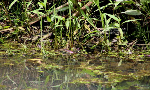 Image of Mexican Garter Snake