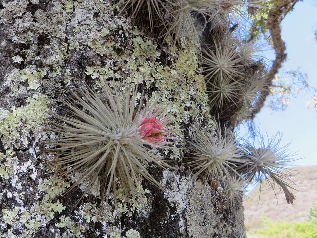 Image of Tillandsia atroviridipetala Matuda