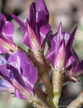 Image of Humboldt River milkvetch