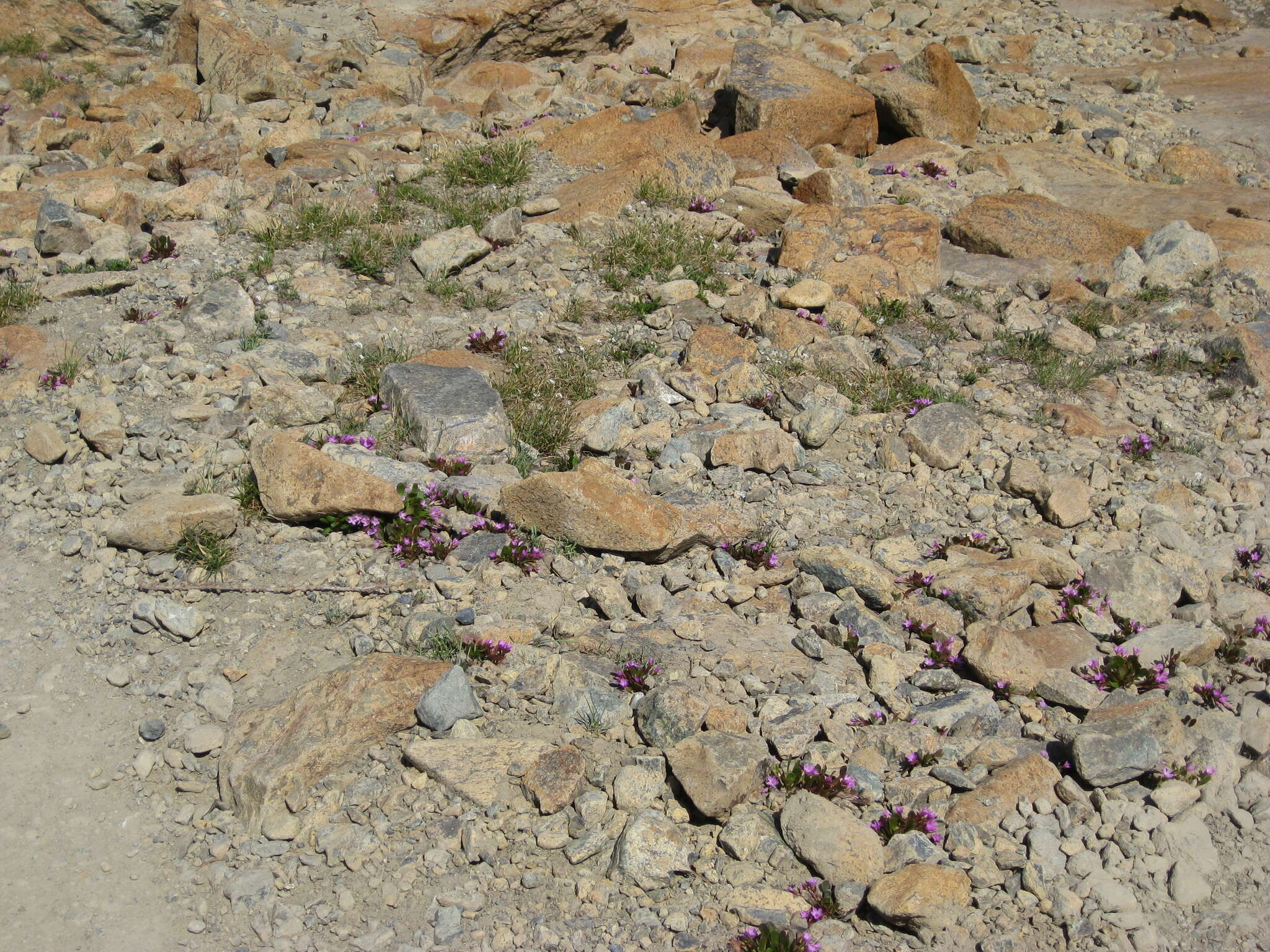 Image of alpine springbeauty