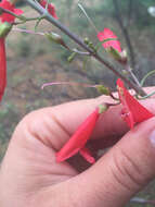 Image de Penstemon barbatus subsp. barbatus