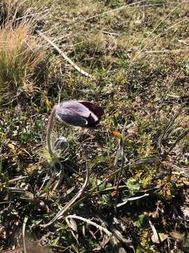 Image of Pulsatilla rubra (Lam.) Delarbre