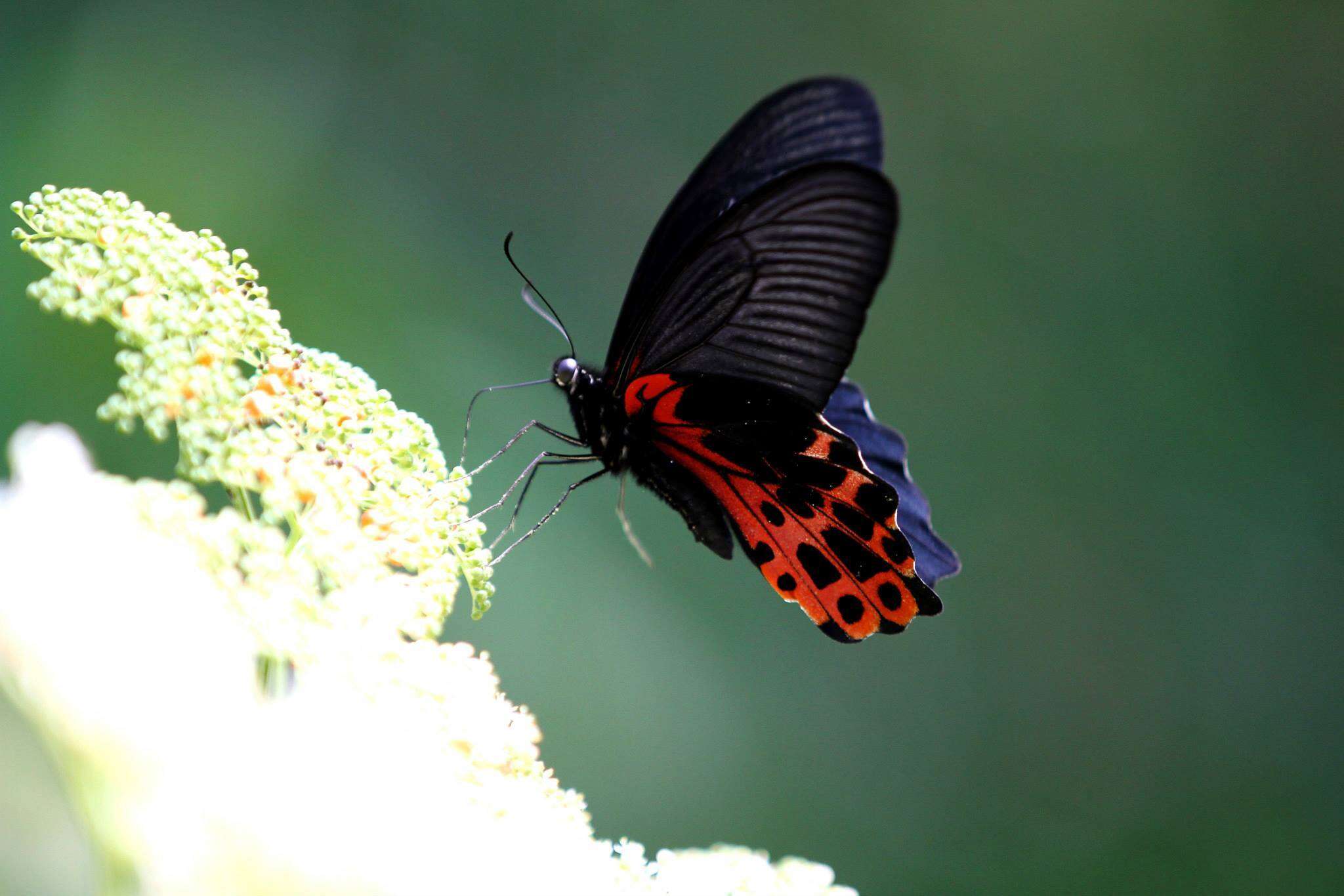 Image de Papilio thaiwanus Rothschild 1898