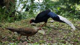 Image of Swinhoe's Pheasant