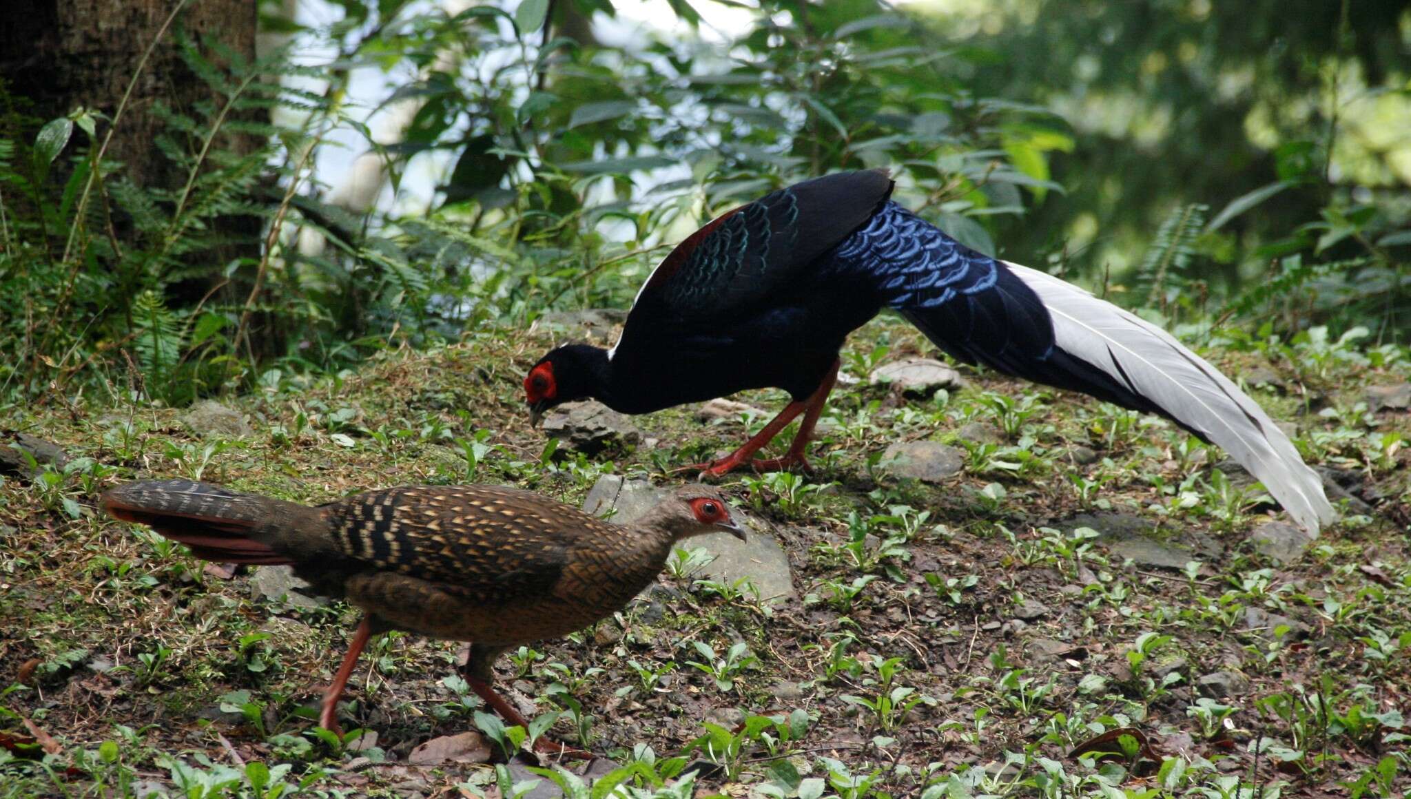 Image of Swinhoe's Pheasant